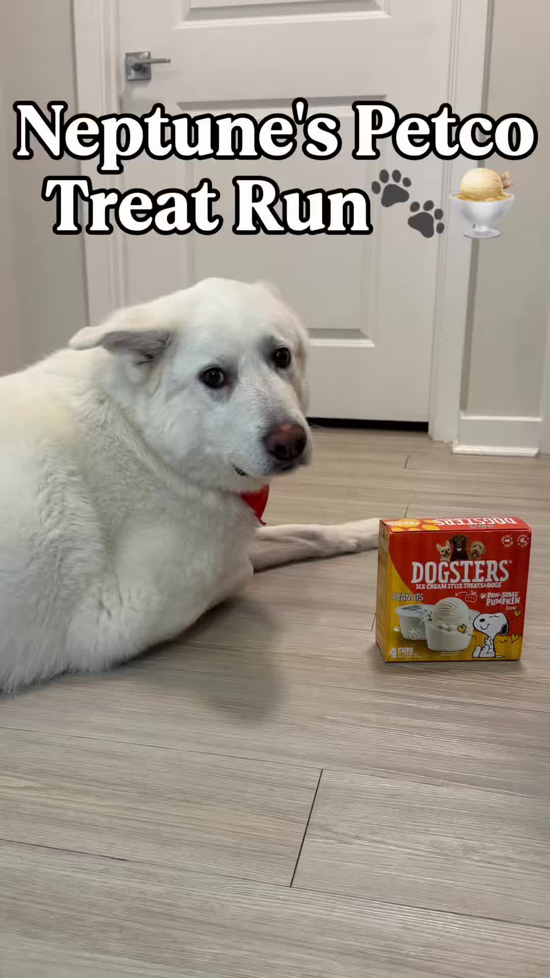 Neptune’s Petco treat run turned into a full shopping trip 😂🐶 We picked up Dogsters Pumpkin Flavor ice cream-style...