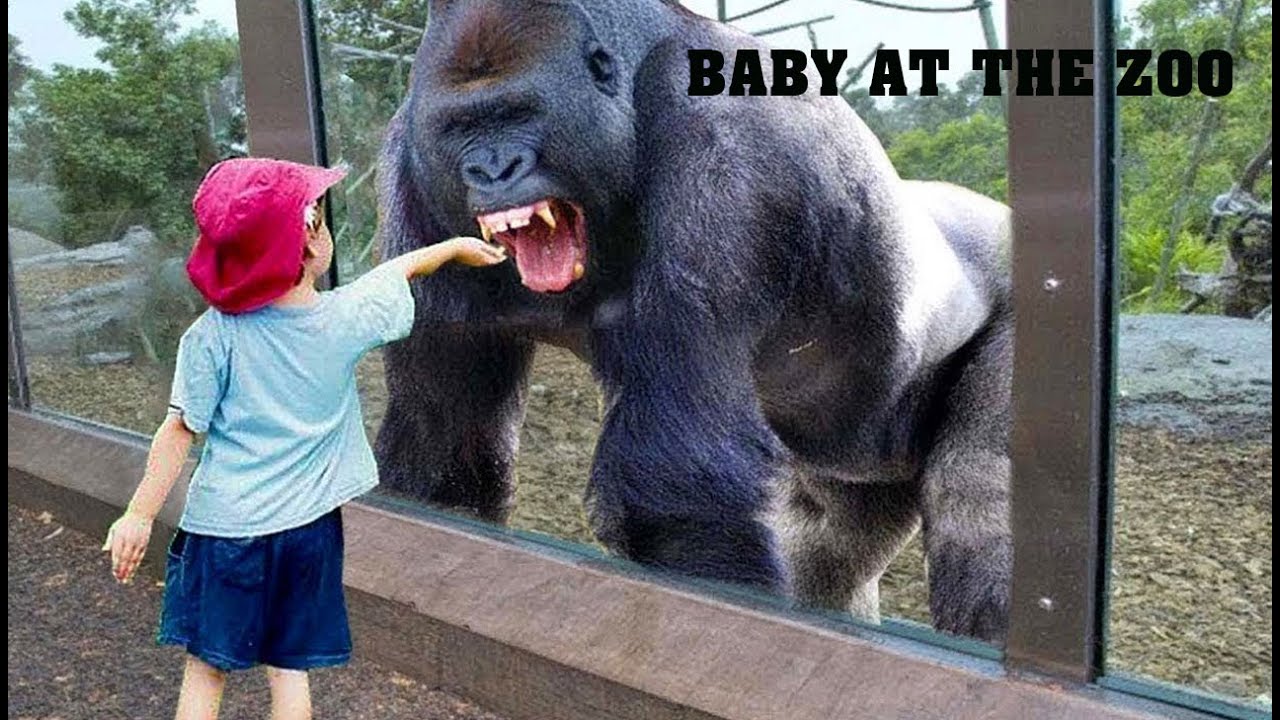 TRY NOT TO LAUGH | Funny Babies At The Zoo - LAUGH TRIGGER TRY NOT TO LAUGH | Funny Babies At The Zoo - LAUGH TRIGGER...