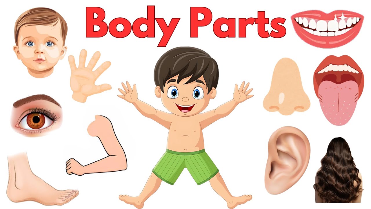 Parts of Body | Body Parts Name | Learning videos for kids | First words for babies | English vocab Parts of Body | B...