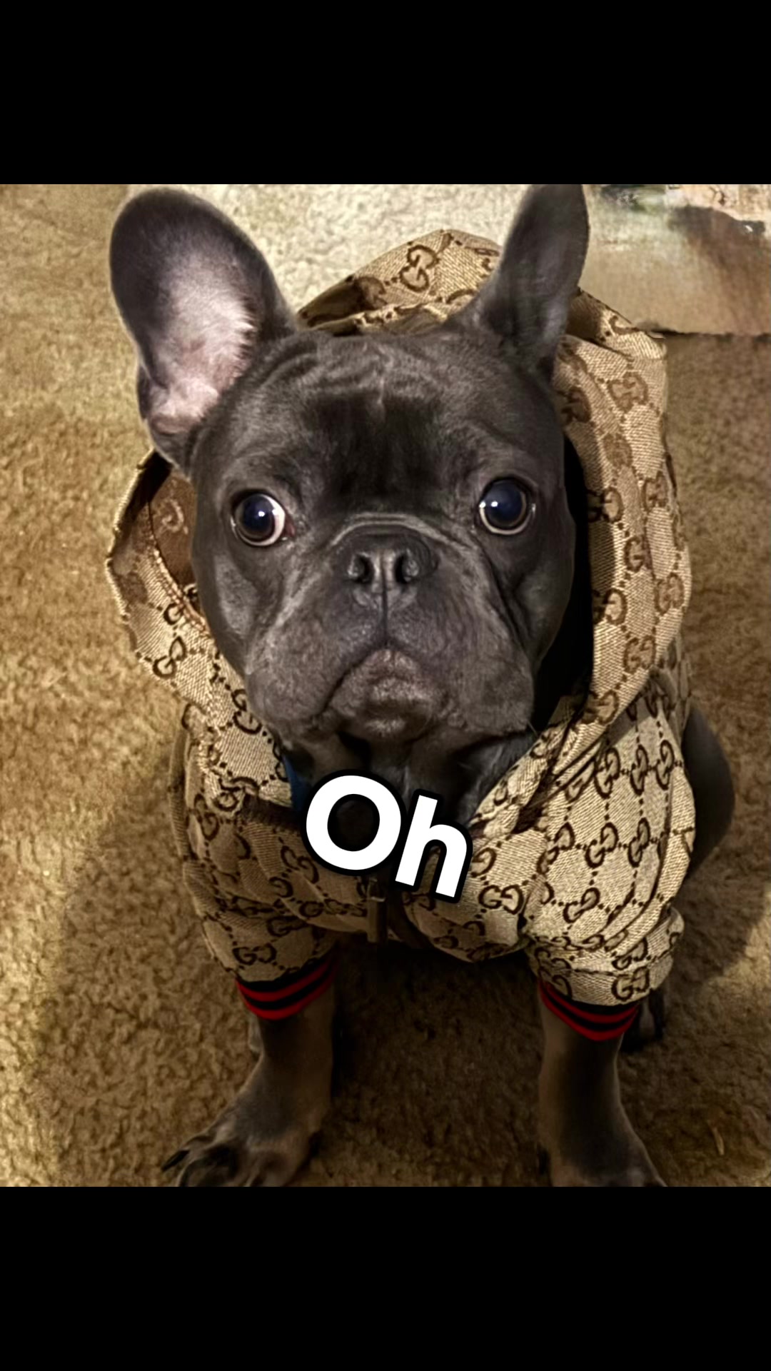 Designer look sporty dog jacket for small breeds. #dogfashion #dogsoftiktok #dogclothes #designerdogs #designerfashio...