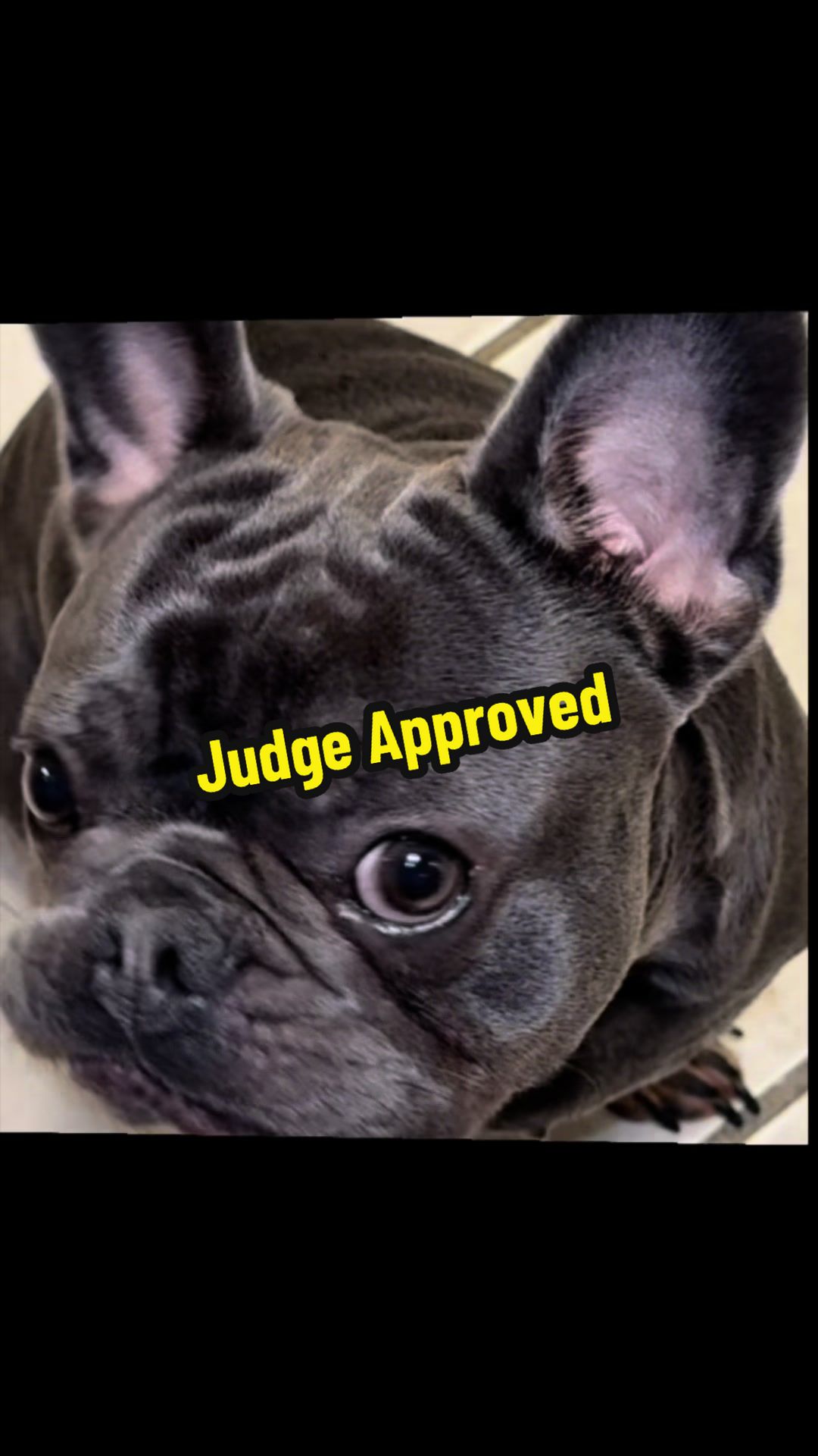Judge approved! #doglover #healthydog #dogsoftiktok #buynow #happydog