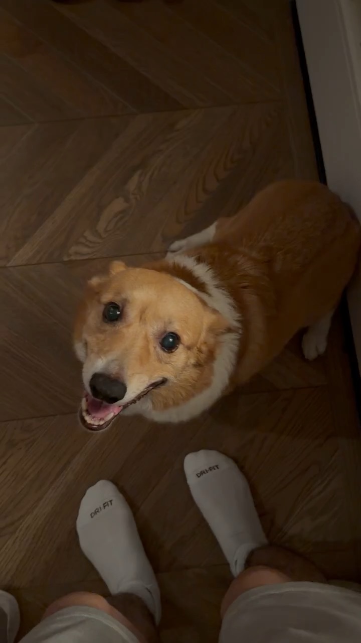 Dog