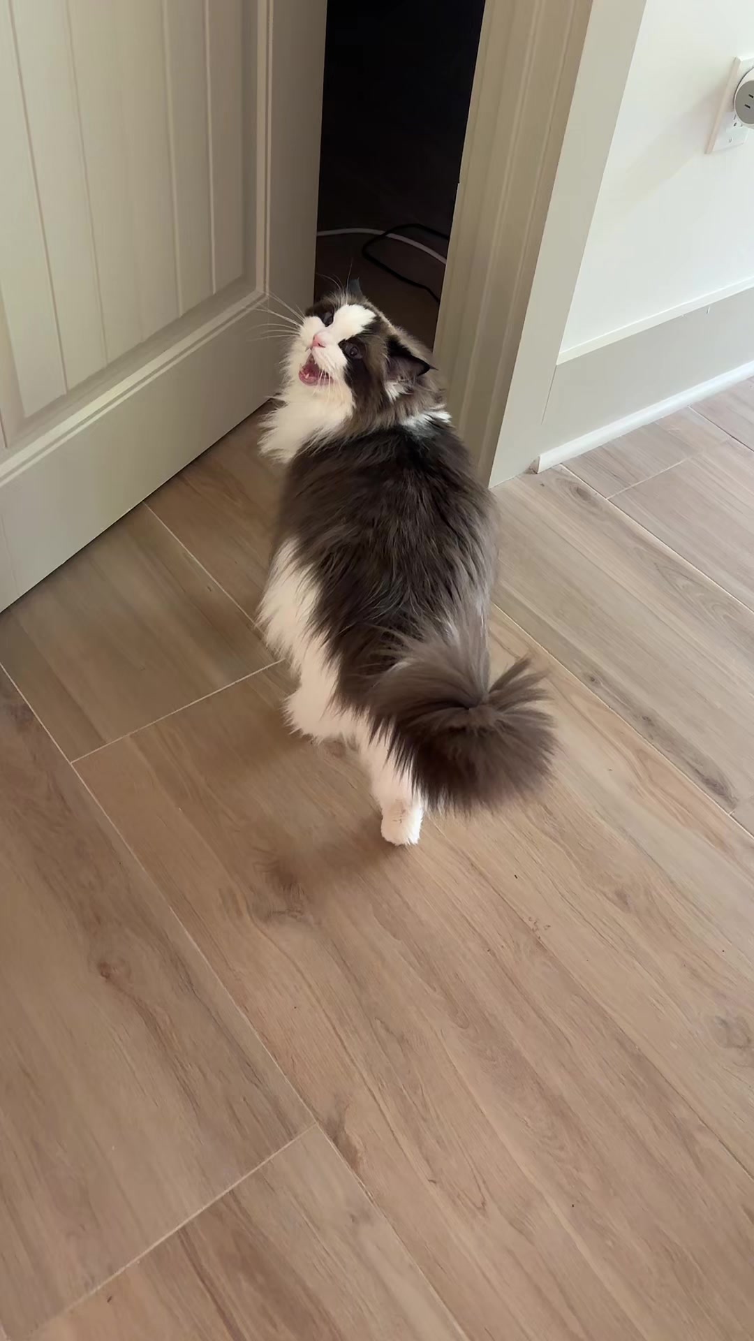 Morning meows 🐱#cutecat #FunnyCat #catsoftiktok #viralcat #fyp