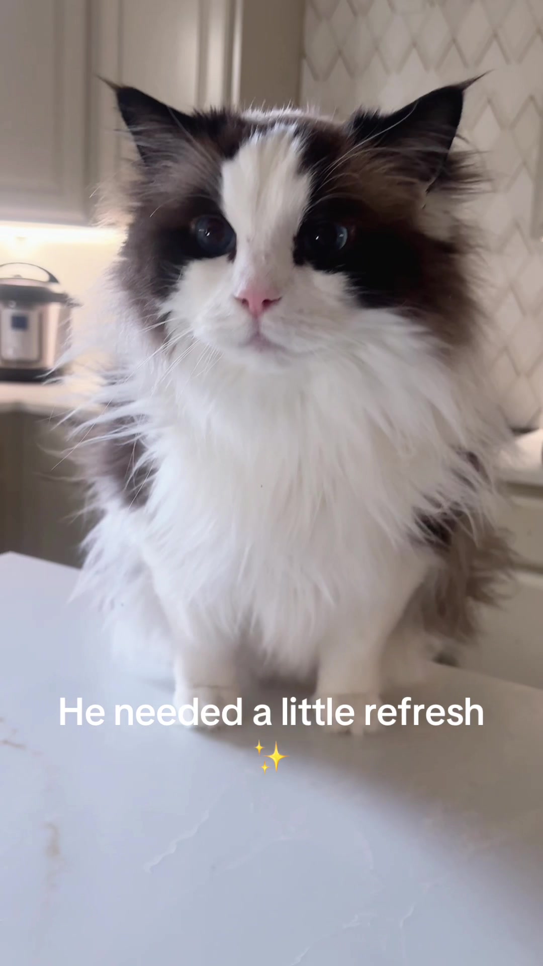 Just helping him out a bit. Shop in Bio 💙#ragdollcat #cutecat #catsoftiktok #fyp #petsoftiktok