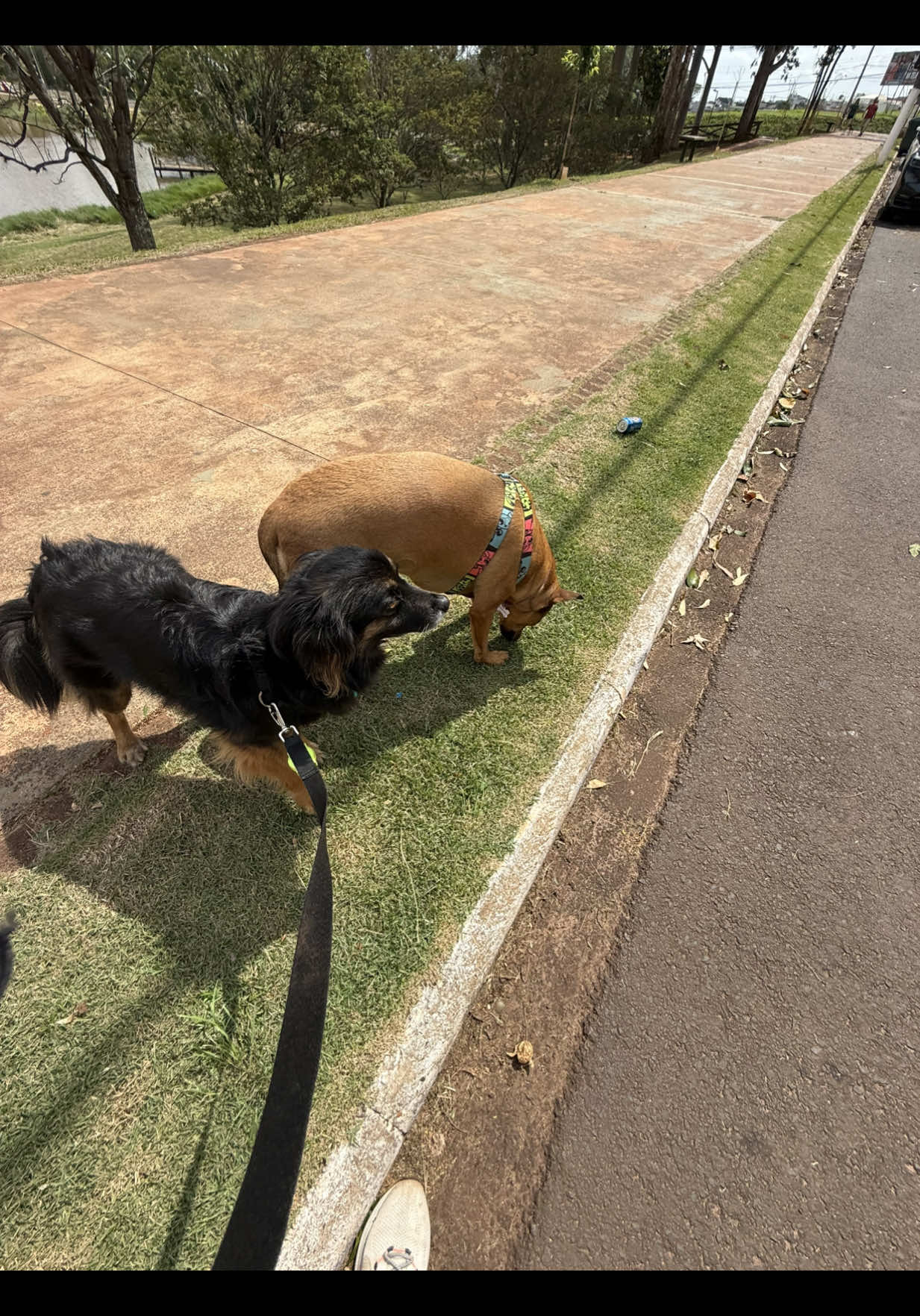 Passeio de hoje! 🐾🐶🫶