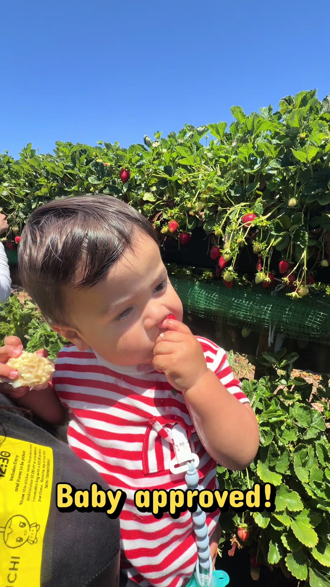 Had the best time celebrating my birthday at @Tanaka Farms 🍓✨ 100% baby approved with vegetable and fruit tasting al...
