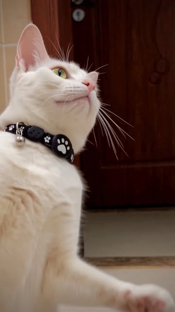 #micho trying macarena dance #macarena #cat #cats_of_instagram #catlovers