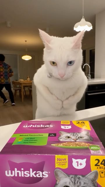 #micho get a gift #cat #gift #cats #catlovers