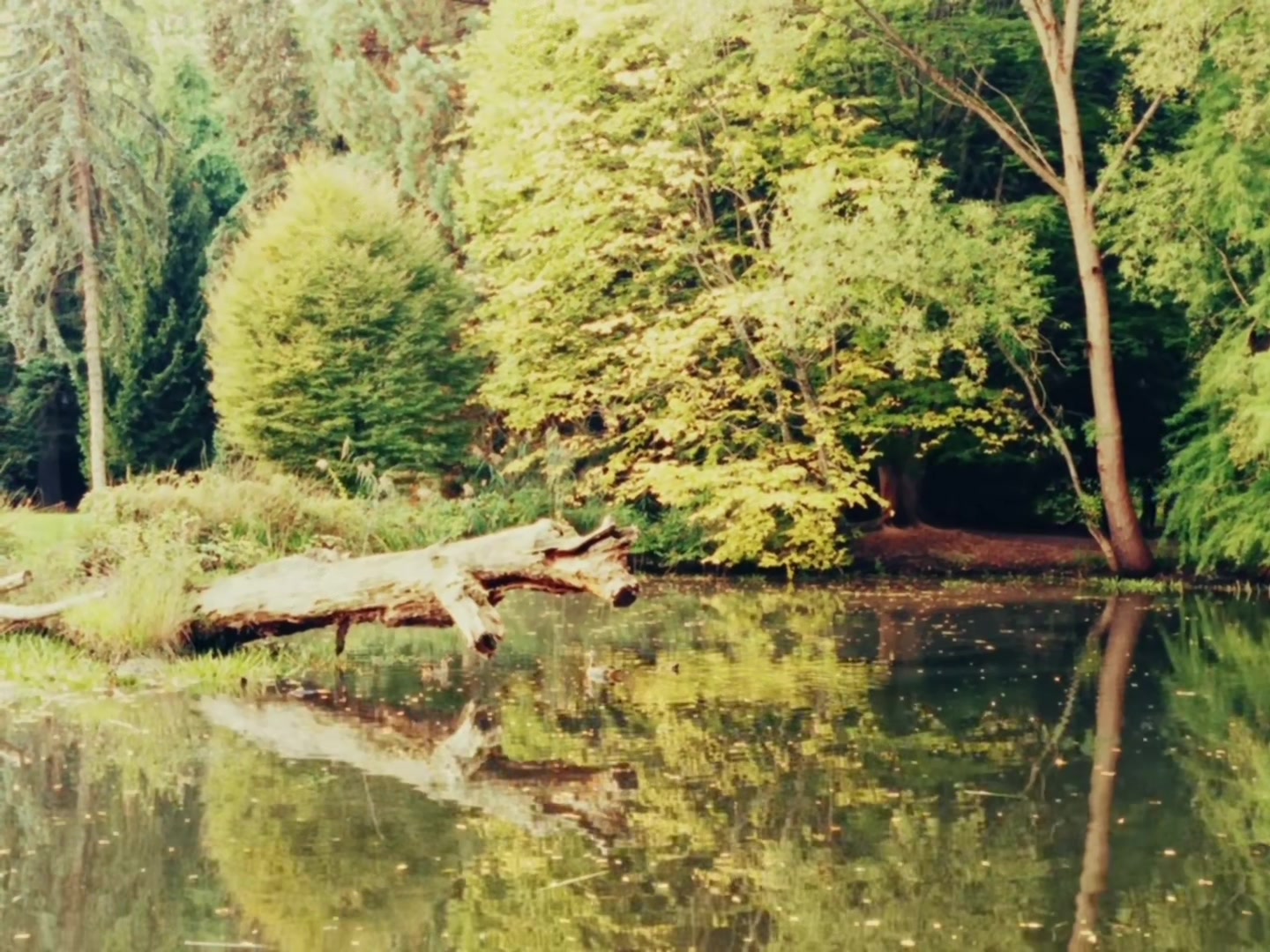 just about an hour from frankfurt #fyp #cinematic #marburg #beautiful #nature