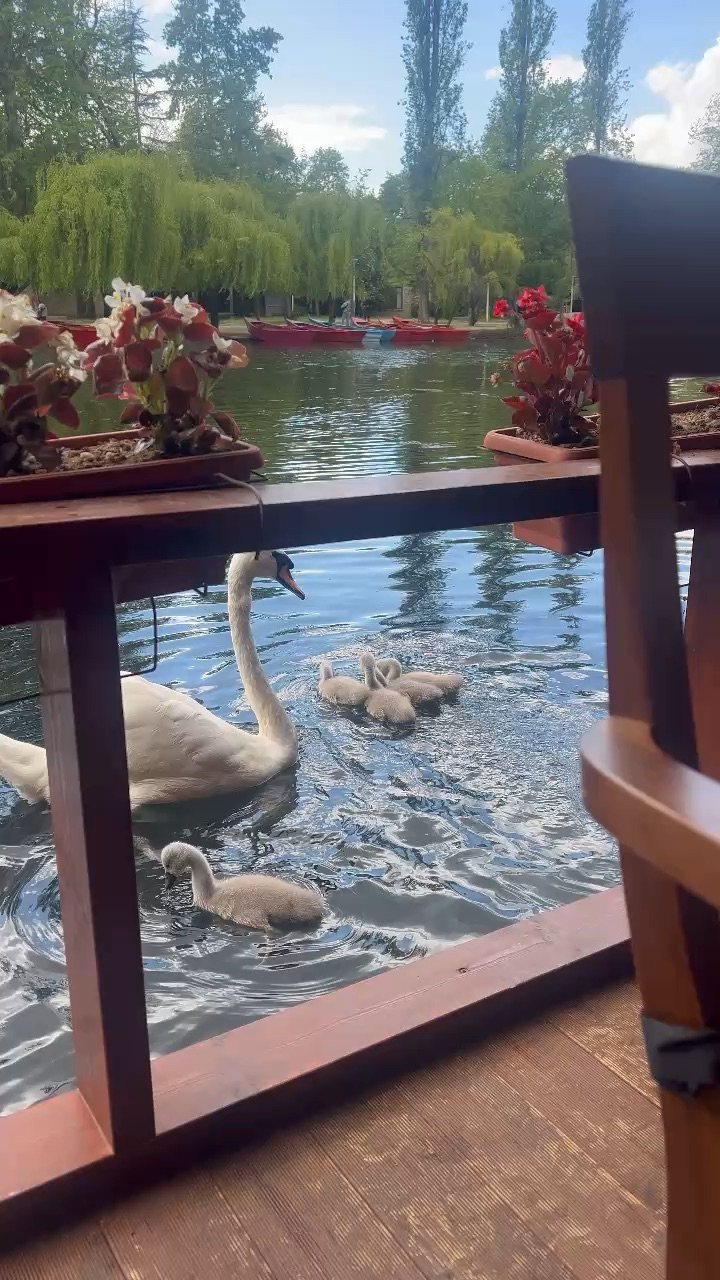 Pogradec