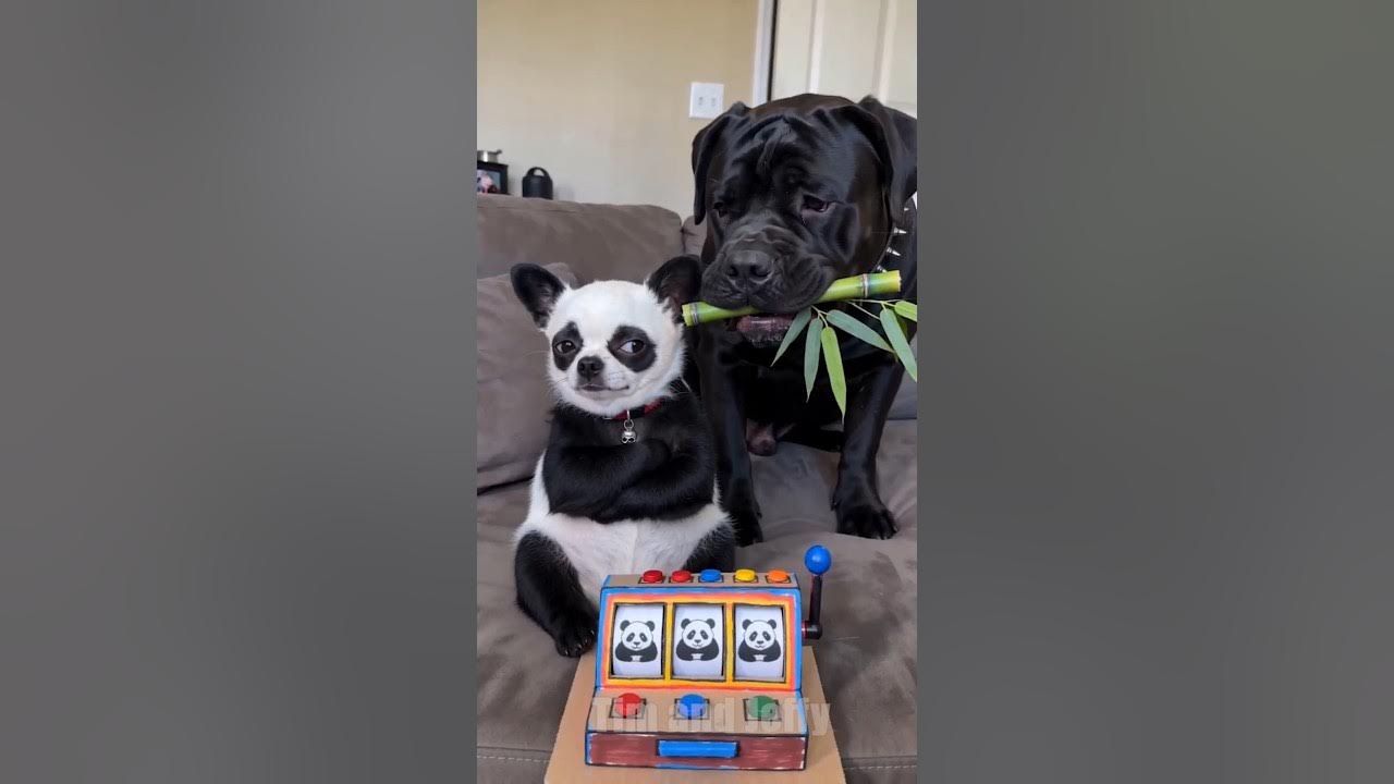 Tim fools Jeffy into becoming a Panda🐼 Jeffy the chihuahua suddenly transforms into a cute panda, and Tim can’t stop...