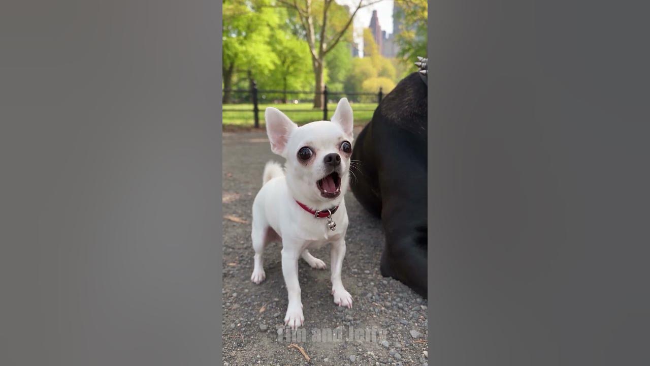 Jeffy Finds a Weird Dog at the Dog Park 🤔 This video was created in @HiggsfieldAI Tim and Jeffy go to the dog park f...