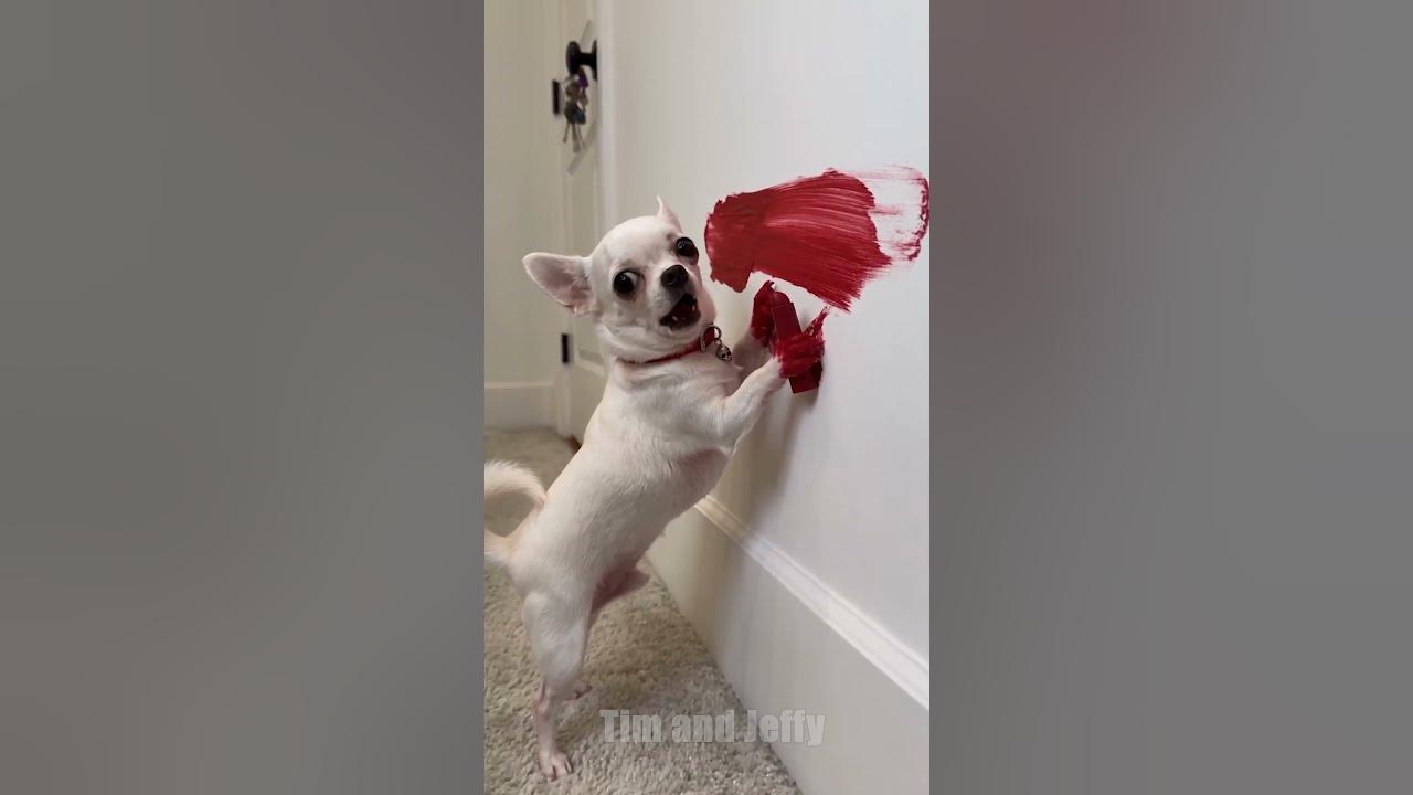 Jeffy Finds Some Lipstick 💄 Jeffy the chihuahua gets red lipstick all over the wall and makes a huge mess. He tries...