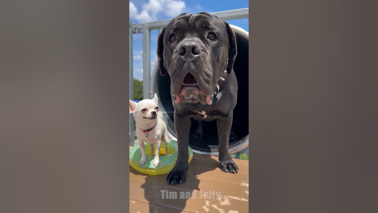 Jeffy Pushes Tim Down a Scary Water Slide 🛝 Tim the mastiff is scared to go down a huge dark water slide at the wate...