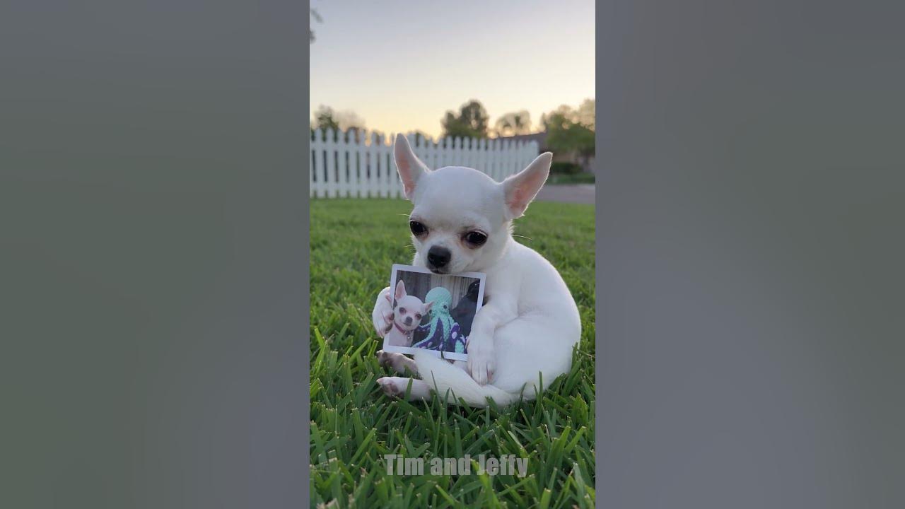 Motorcycle Thief Steals Jeffy’s Favorite Toy 🏍️ This was created with @HiggsfieldAI A motorcycle thief steals Jeffy’...