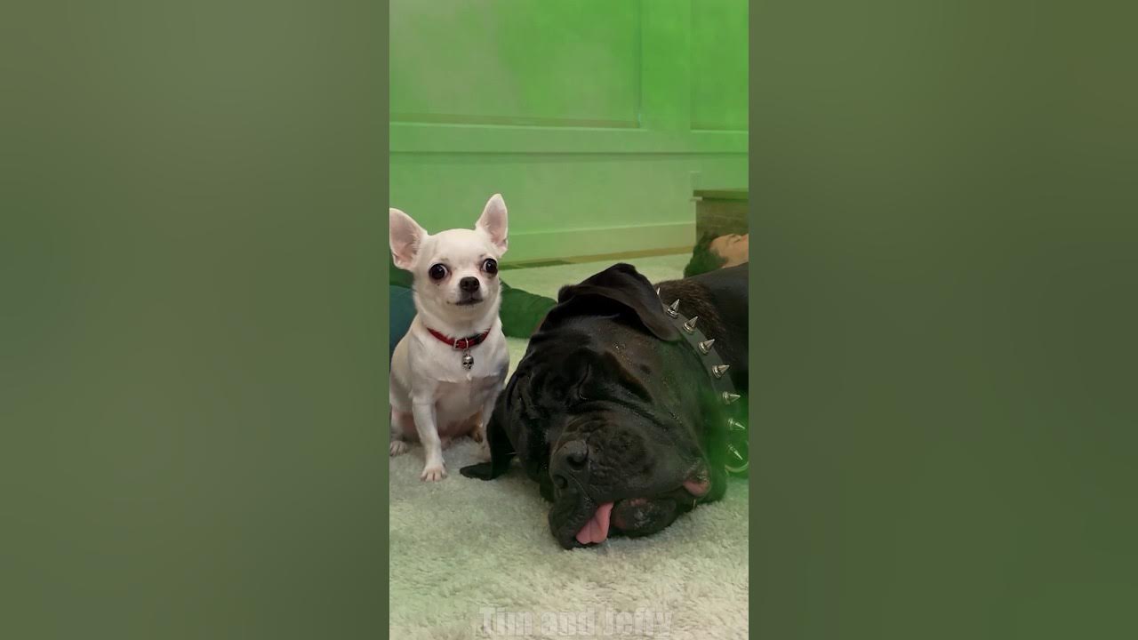 Jeffy Saves Everyone From the Mystery Green Gas 💨 Jeffy the chihuahua finds Tim and the owners passed out in a livin...