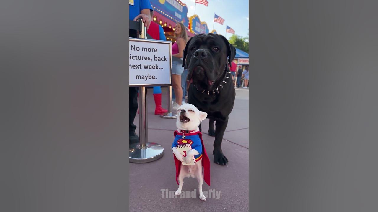 Jeffy Meets His Favorite Superhero 🦸 Jeffy goes to the amusement park wearing his Superman shirt and carrying a litt...