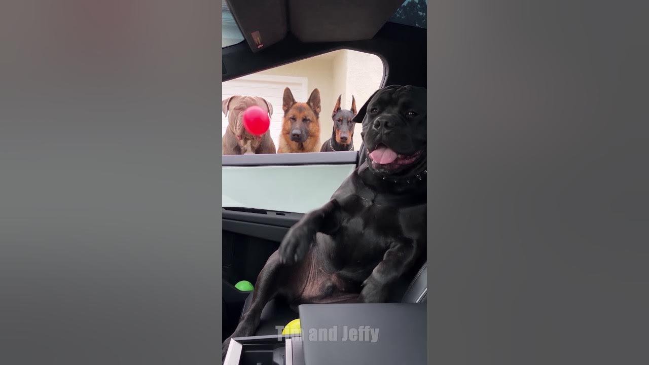 Tim Pranks Three Angry Dogs and Regrets It 🤪 Tim the mastiff throws water balloons at three big dogs from inside the...