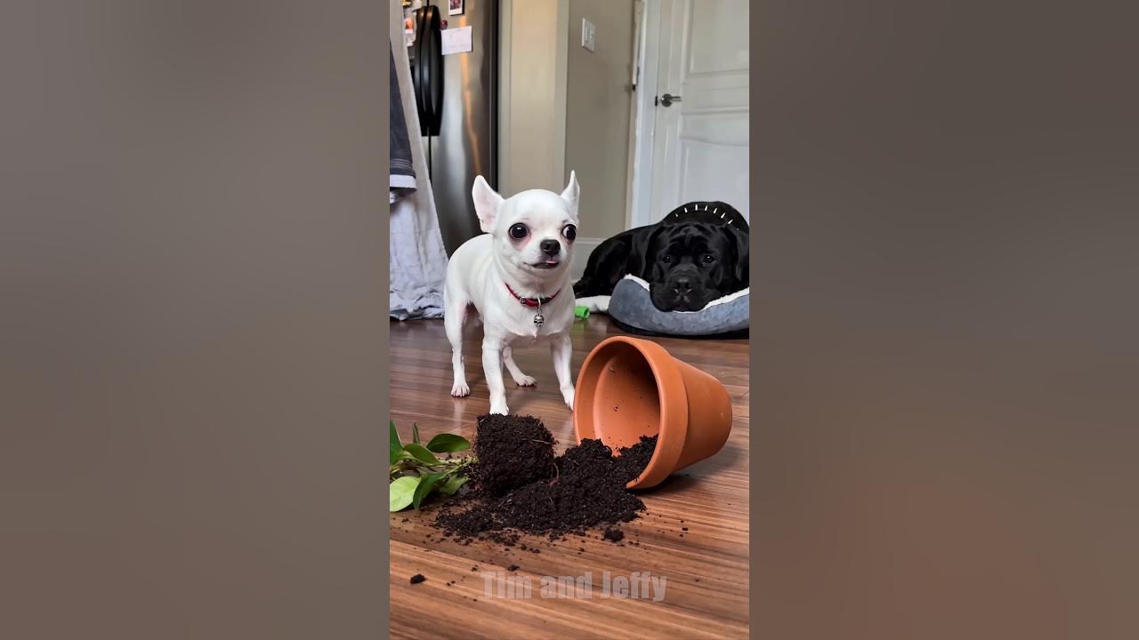 Jeffy Knocks Over a Plant 🌱 Jeffy the chihuahua accidentally knocks over a potted plant and spills soil all over the...
