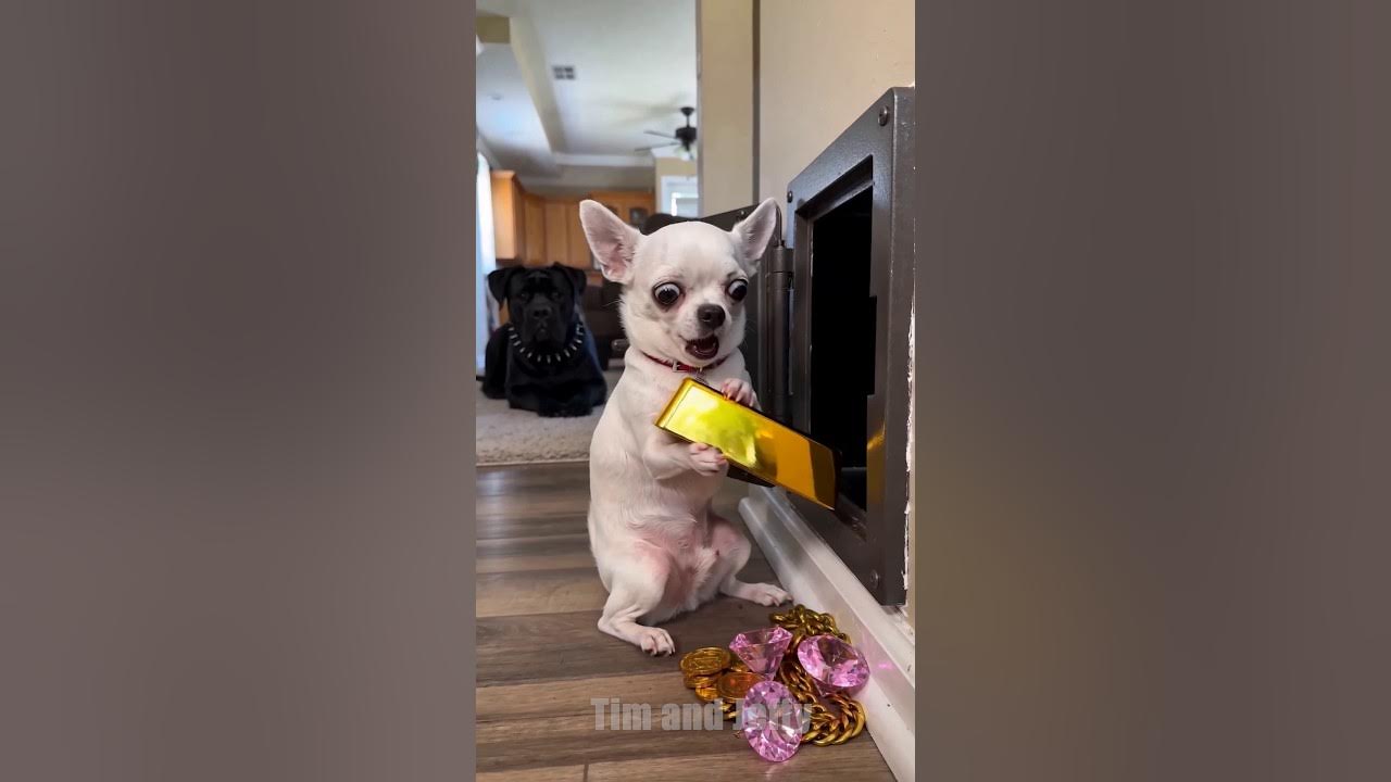 Jeffy Finds the Owner's Safe 🔒 Jeffy the chihuahua opens the owner’s safe and starts pulling out gold, diamonds and...