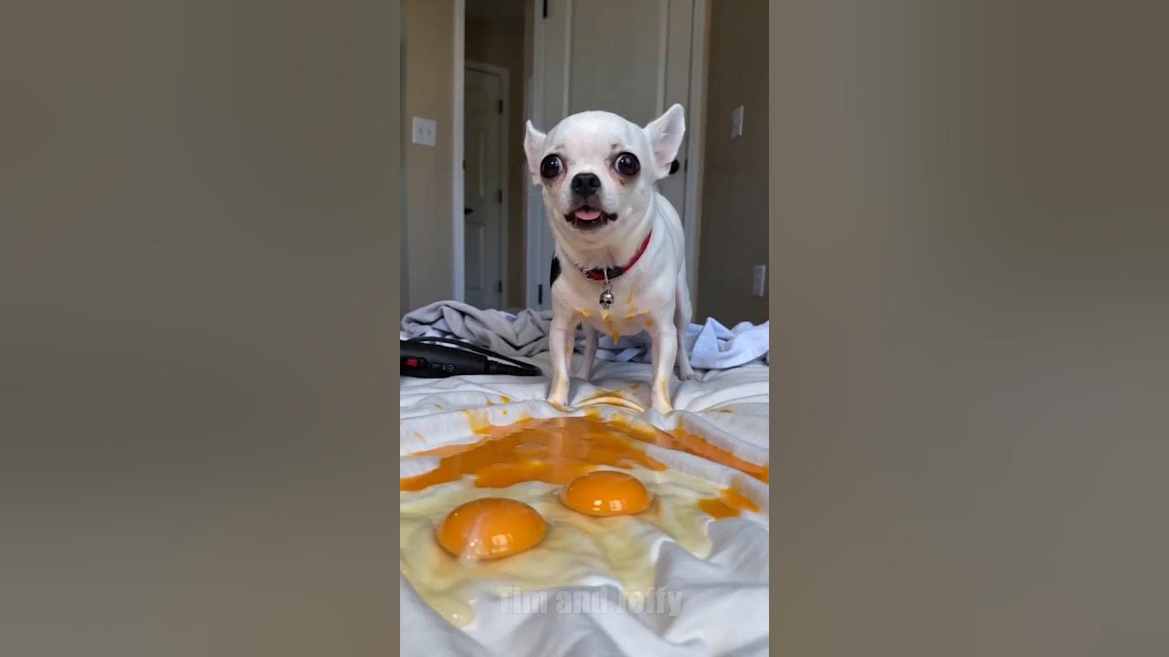 Jeffy Attempts To Remove Raw Eggs 🥚 Jeffy the chihuahua somehow ends up with raw eggs all over the bed and immediate...