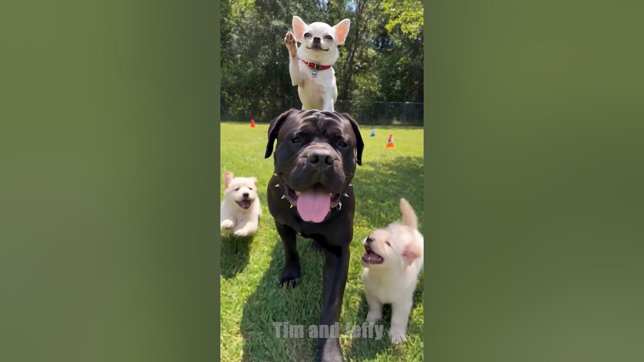 Jeffy Becomes the Most Popular Dog 🐶❤️ Jeffy goes to the playground hoping to play with the other dogs, but nobody w...