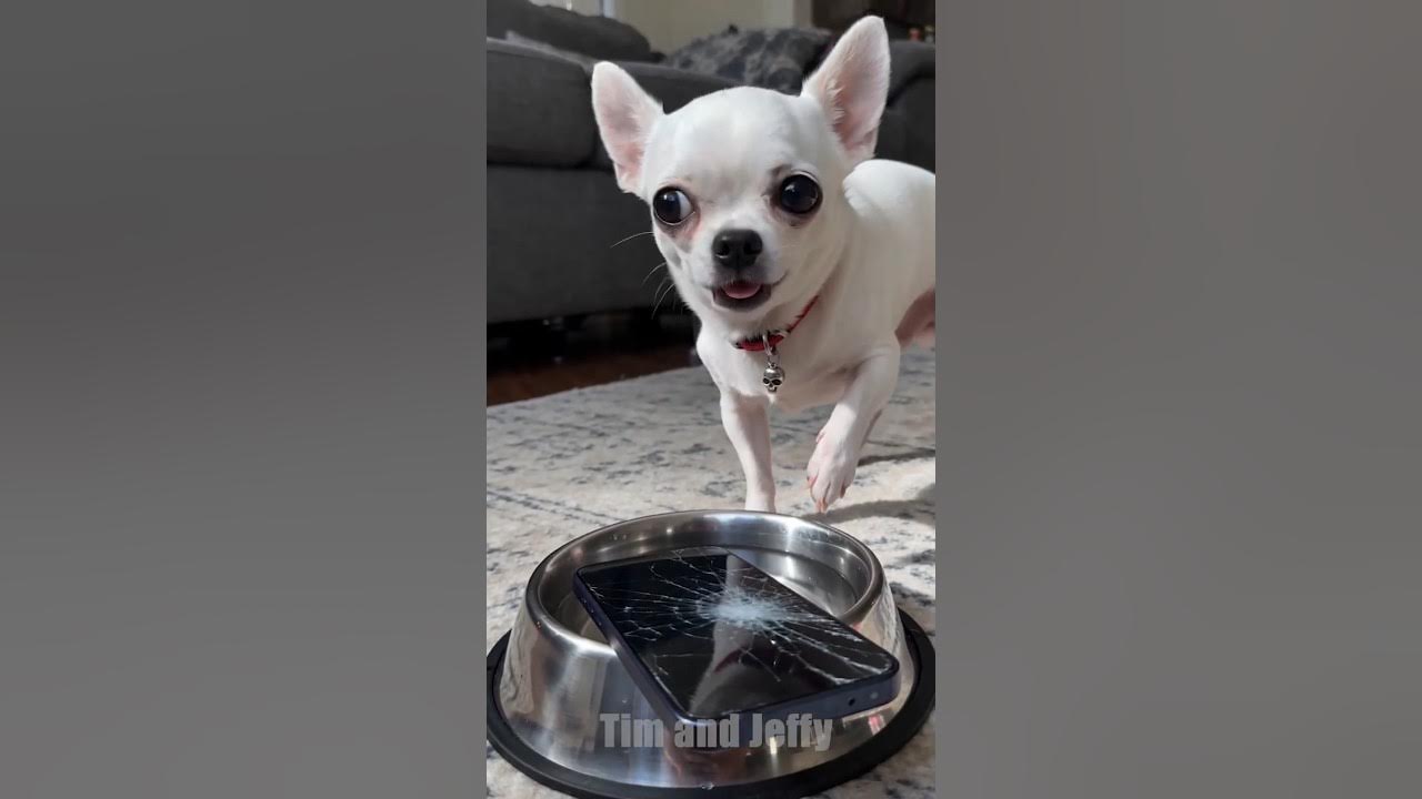 Jeffy Breaks the Owner’s Phone 📱 Jeffy accidentally drops a phone into a bowl of water and discovers that the screen...