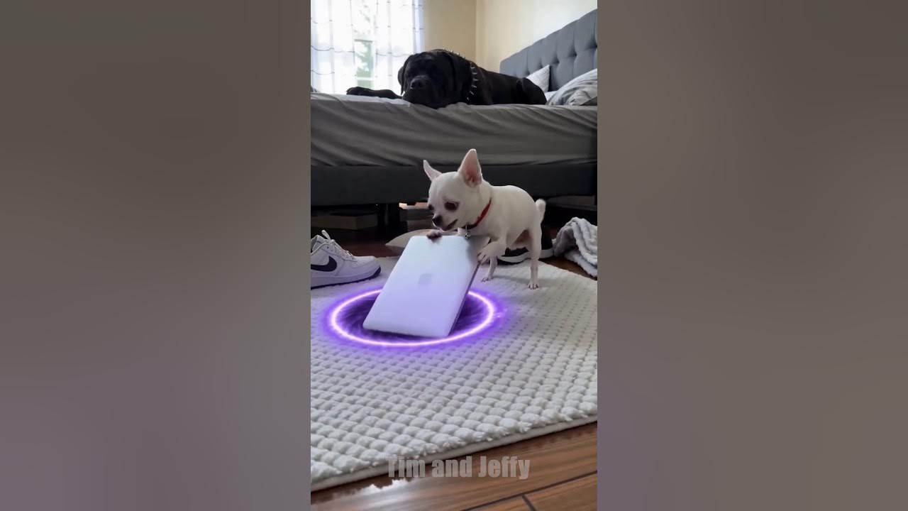 The Purple Portal 🤯 Jeffy the chihuahua discovers a mysterious purple portal inside the house and tries to hide it b...