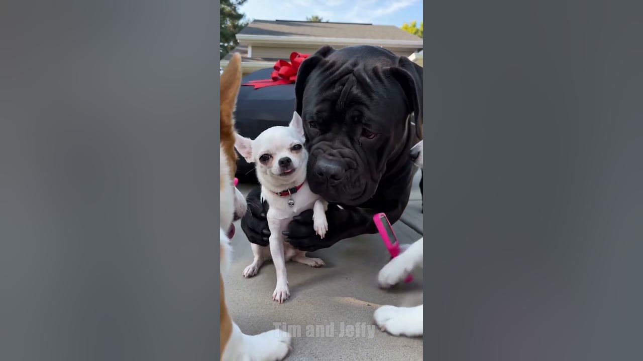 Jeffy gets Tim a new Car but it's a prank 🚗 Tim thinks Jeffy the chihuahua has surprised him with a brand new car in...