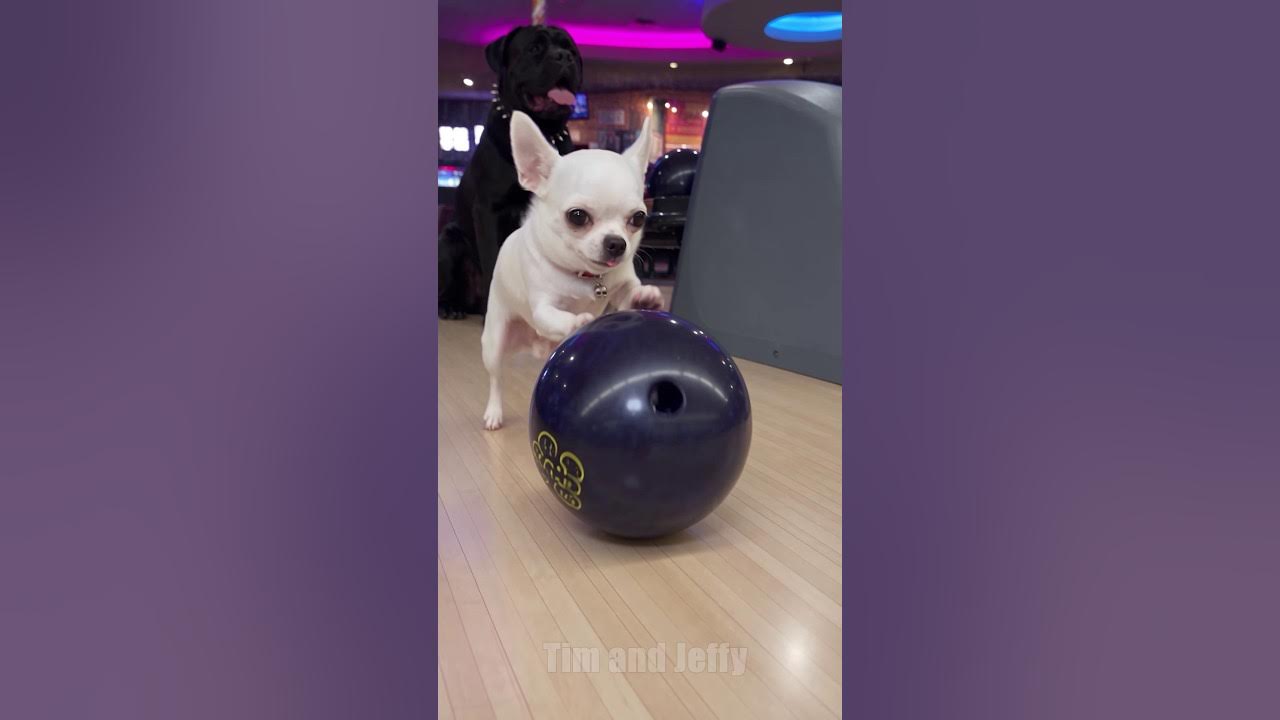 Jeffy Thinks the Bowling Alley Is Haunted 🎳👻 This video was created in ⁨@HiggsfieldAI⁩ Jeffy the chihuahua goes bow...