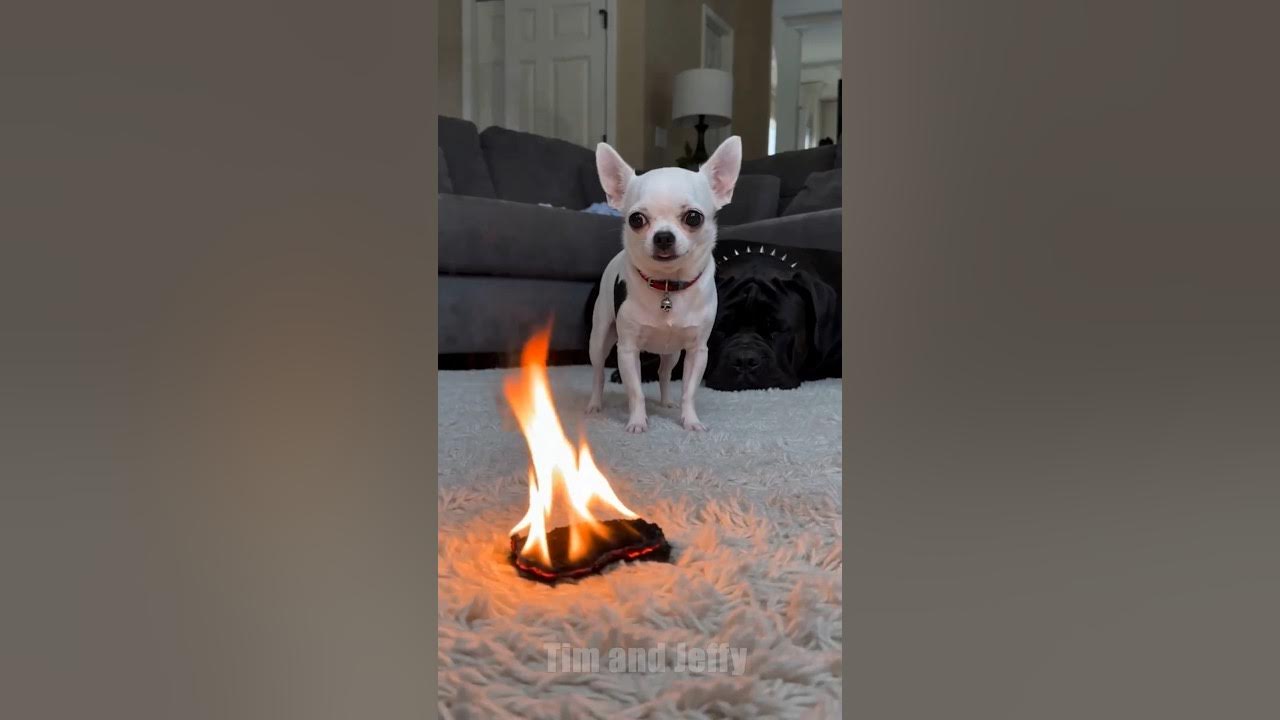 Jeffy Saves the Day🔥 Jeffy the chihuahua accidentally starts a fire and scrambles to put it out before his owner ret...
