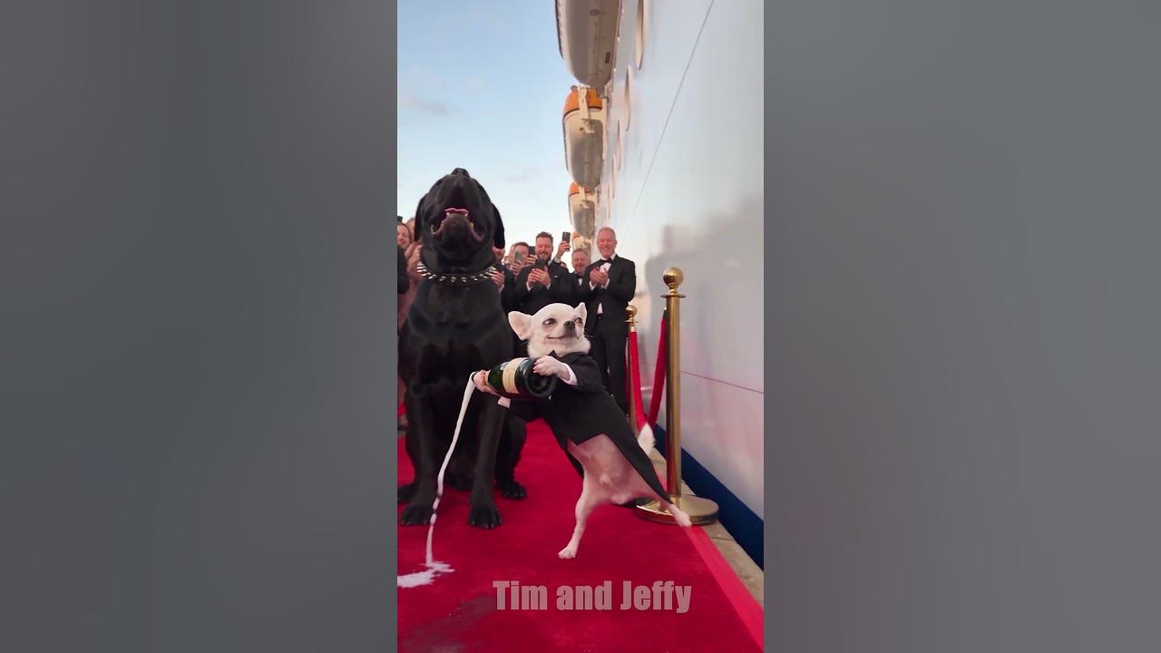 Jeffy Hits the Cruise Ship Way Too Hard 🚢😂 Made with @HiggsfieldAI Tim the Mastiff and Jeffy the Chihuahua are prou...