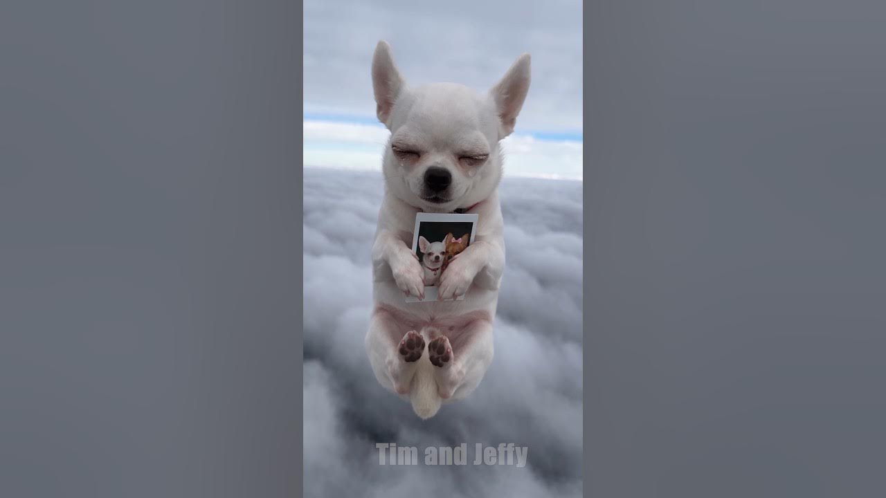 Jeffy Misses His Ex-Girlfriend 😭💔 Jeffy the Chihuahua feels like he's falling through the clouds while holding a Po...