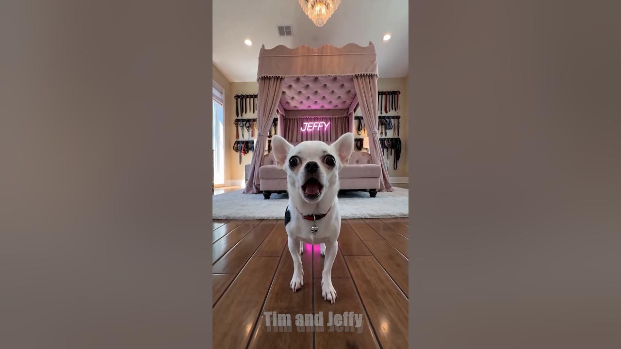 Chihuahua House Tour | Jeffy Shows Off His Home 🏠 Jeffy the chihuahua gives a full house tour and shows viewers his...