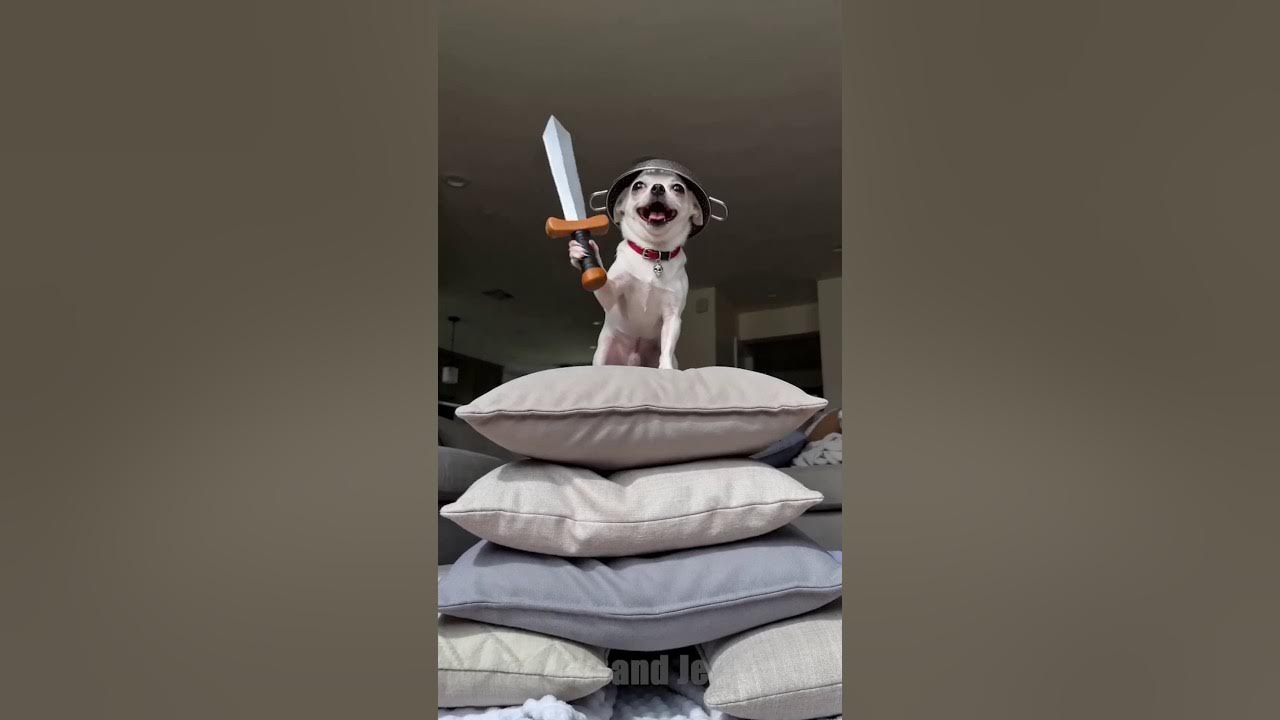 Jeffy Won’t Let Tim Into His Pillow Fort 🏰 Jeffy the chihuahua builds a cool pillow fort, but he will not let Tim co...