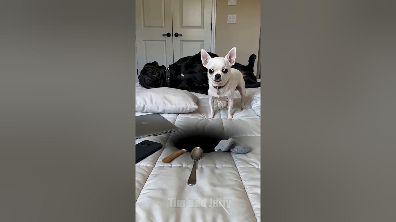 Funny Chihuahua Tries To Hide A Black Hole From His Owner 😂 Jeffy the chihuahua discovers a black hole in the middle...