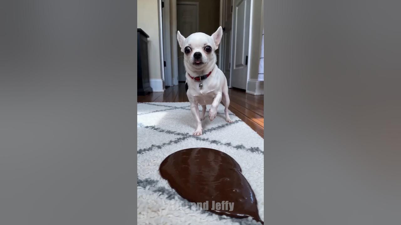 Chihuahua and the Chocolate Stain🍫 Jeffy the chihuahua has made a huge chocolate mess in the living room. Before his...