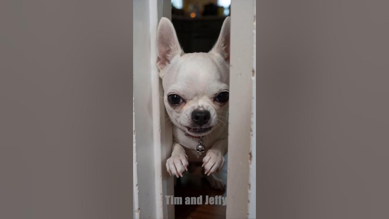 The Party is Completely Ruined 🎂 Tim is celebrating his birthday with his dog friends when Jeffy the chihuahua becom...
