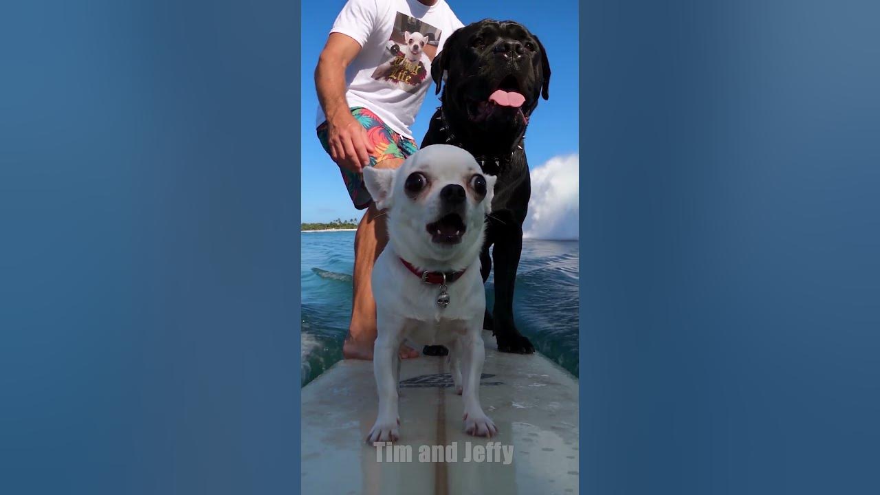 Tim & Jeffy's First Time Surfing a Giant Wave 🌊 Jeffy the chihuahua and Tim go surfing during the summer holidays on...
