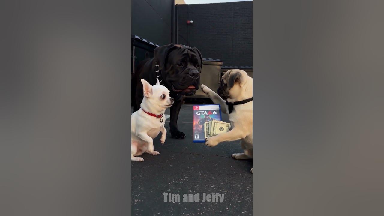Jeffy Trades Tim for GTA 6 🎮 Jeffy the chihuahua finds a pug with an early copy of GTA 6. Jeffy offers him a huge pi...