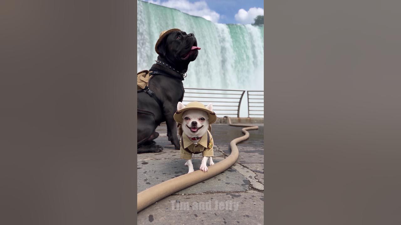Jeffy Turns Off Niagara Falls 🏞️ Tim and Jeffy visit Niagara Falls as tourists, but Jeffy discovers a strange hose t...