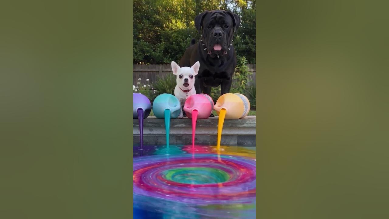 Jeffy Ruins the Swimming Pool 🏊 Jeffy the chihuahua accidentally spills colorful paint into the swimming pool and ma...