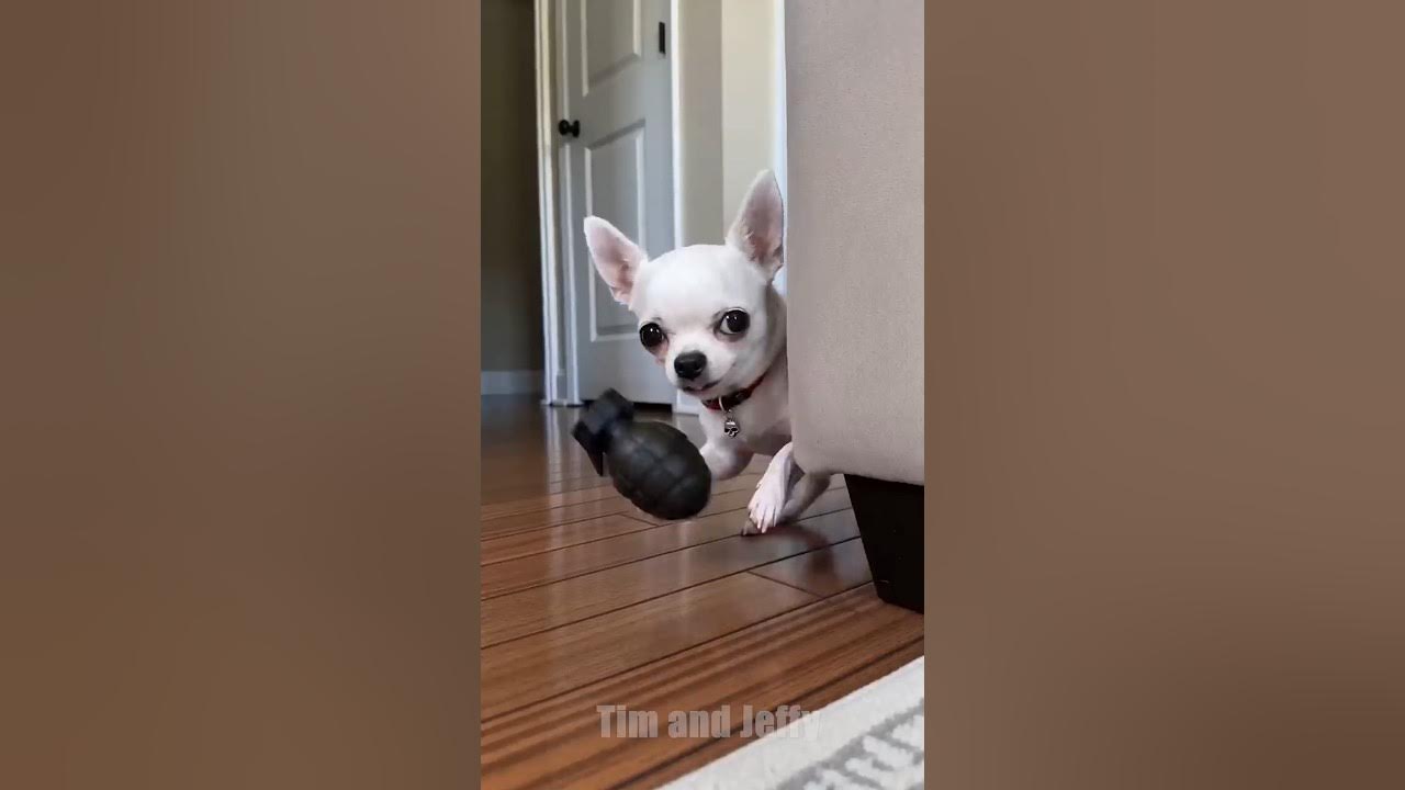 The Fake Grenade Prank! Tim is playing with his friends when Jeffy the chihuahua becomes jealous and throws a fake gr...