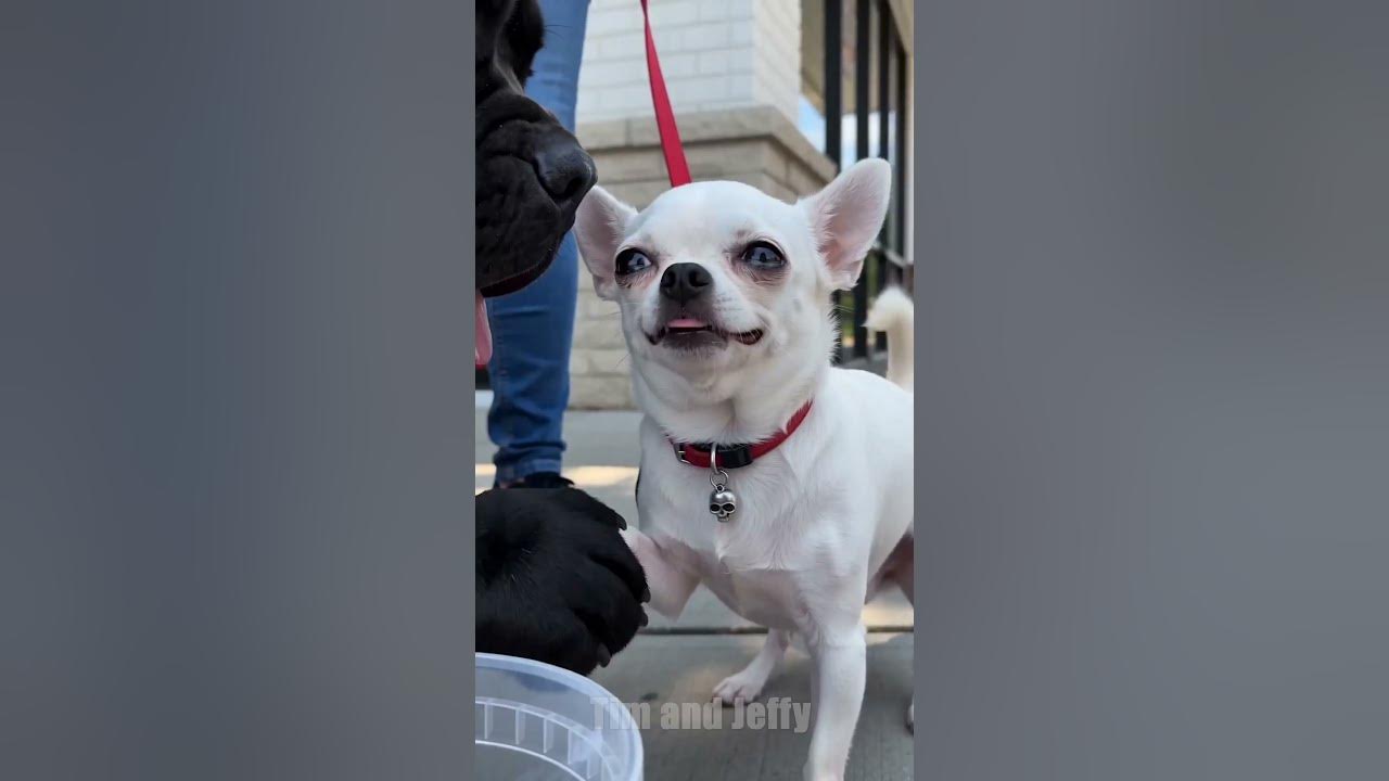Tim Meets Jeffy on the Street 🛣️ Jeffy the chihuahua sees Tim asking for help and appears ready to donate a huge sta...