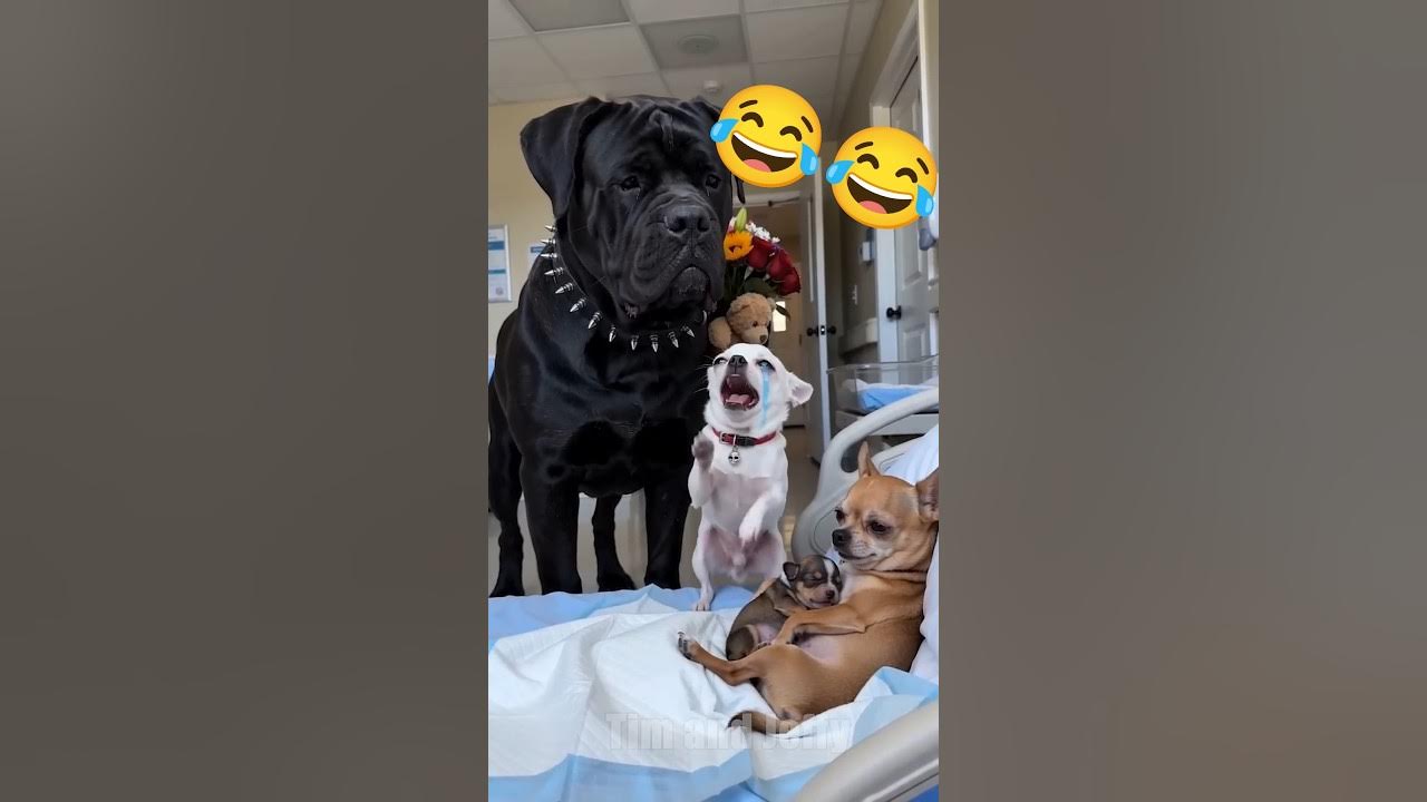 Jeffy Thinks the Baby Is Not His 👶 Jeffy the chihuahua is at the hospital with his wife and their newborn son when T...