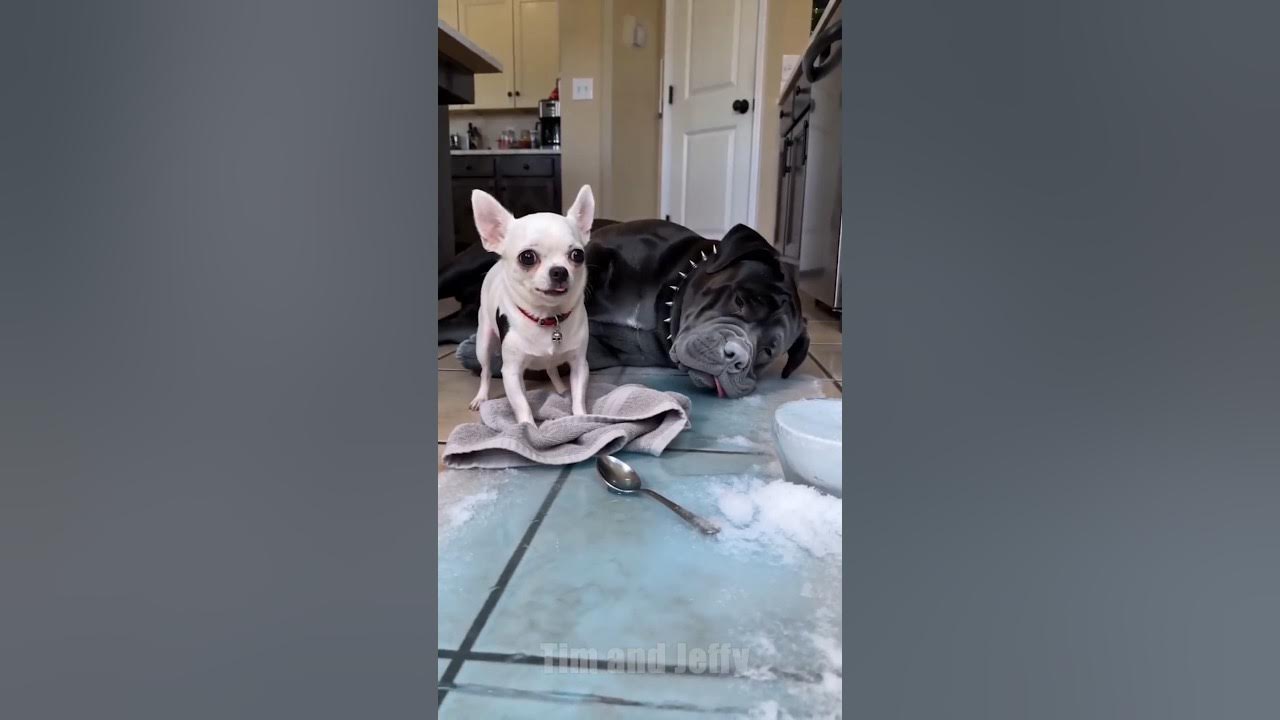 Jeffy Cleans Up Magic Ice 🧊 Jeffy the chihuahua leaves a huge amount of icy water across the kitchen floor, leaving...