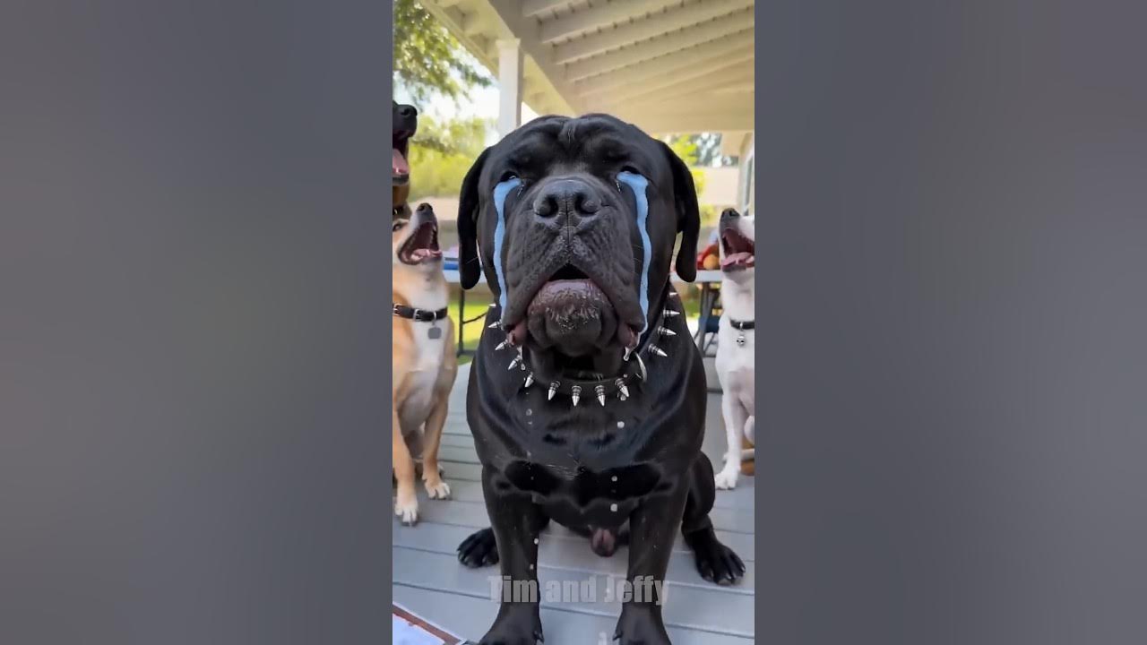 Jeffy Shows Everyone's Tim's embarrassing photos📸 Jeffy the chihuahua hosts a yard sale and shows a crowd of dogs a...