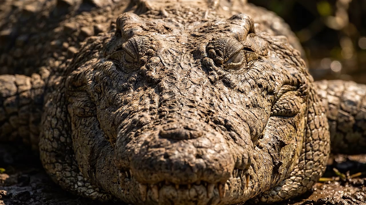Crocodile