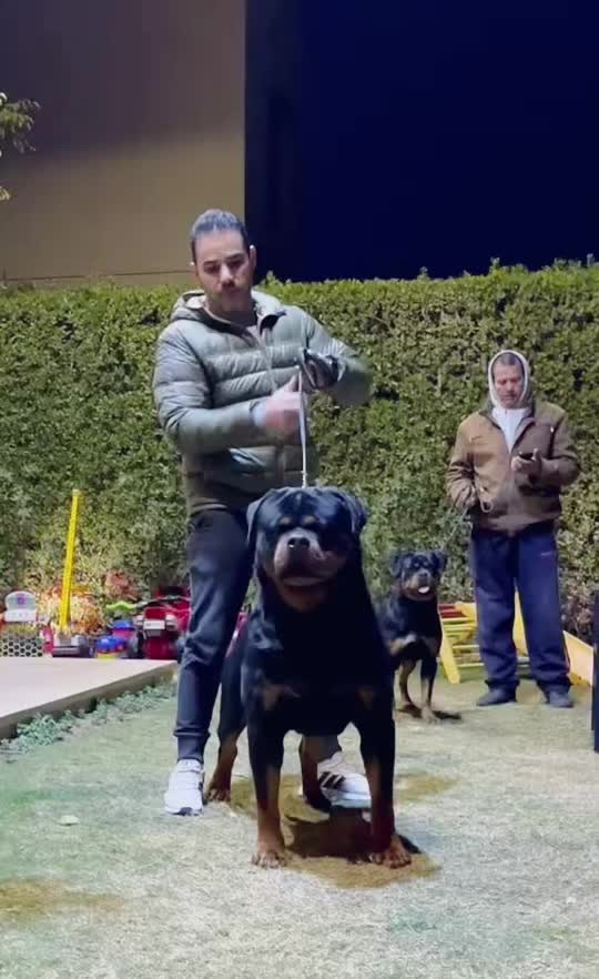 PORTO VH SIMA credit Instagram @ahmedsobhy #rottweiler #Rottweilerlife