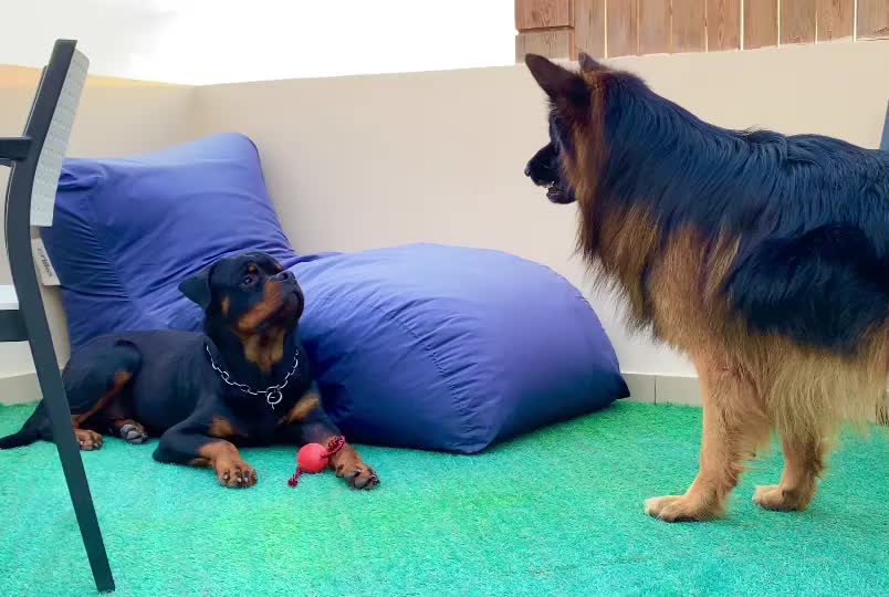 Typical Rottweiler character #rottweiler #rottweilerlife